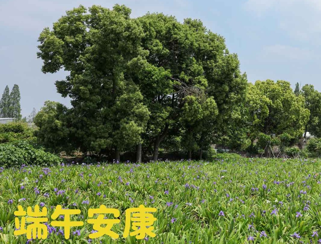 端午|粽夏之時，祝大家安康順意！