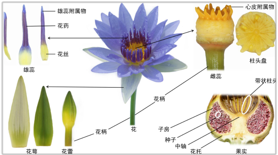 1658453109667164C05F.png 640 (1).png